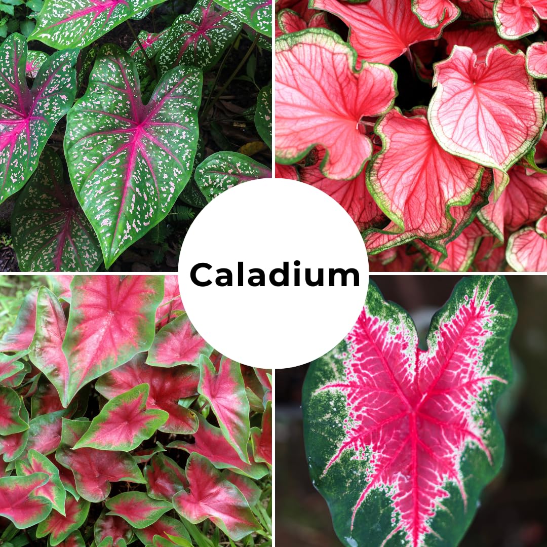 Constellation Caladium Bulbs for Planting - Perennial Hosta, Elephant Ears, Fancy (6 Bulbs)