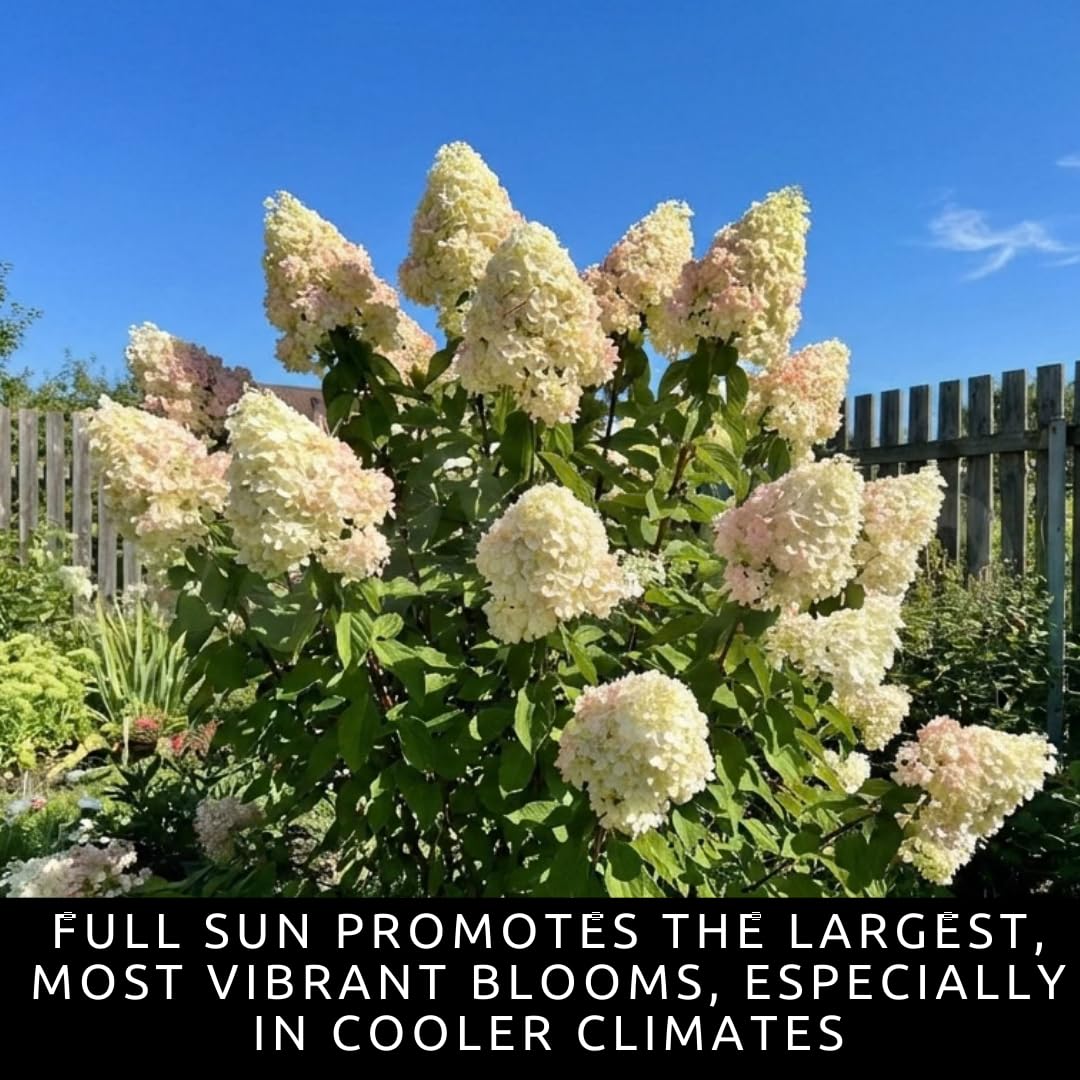 Pee Gee Hydrangea Live Plants – Hydrangea Paniculata ‘Grandiflora’ – Large Pink & White Cone-Shaped Blooms – Hardy Flowering Landscape Shrub – Live Garden Plant (3 Plants)