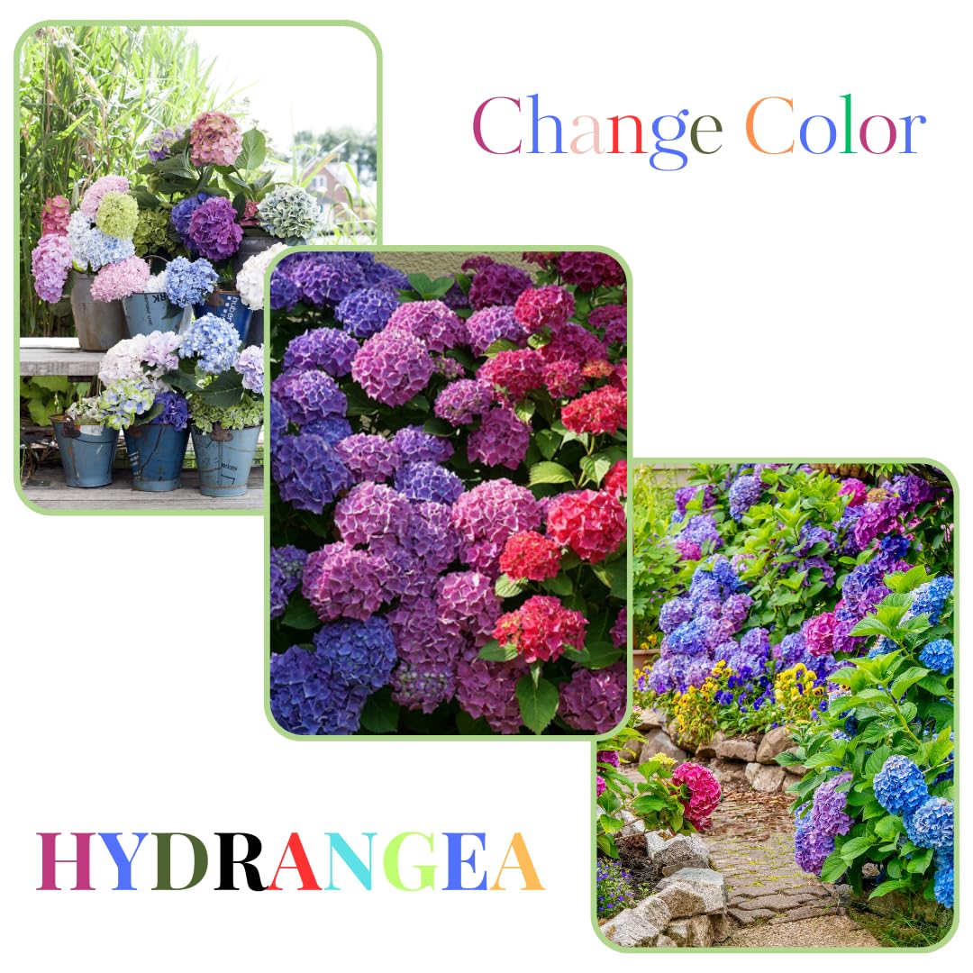 Hydrangea Live Plant in 2.5 Inc Pot, Hydrangea Tree Shrub Bush Perennial Outdoor Planting, Change Color Each Season (Rebloomer Pink Purple)