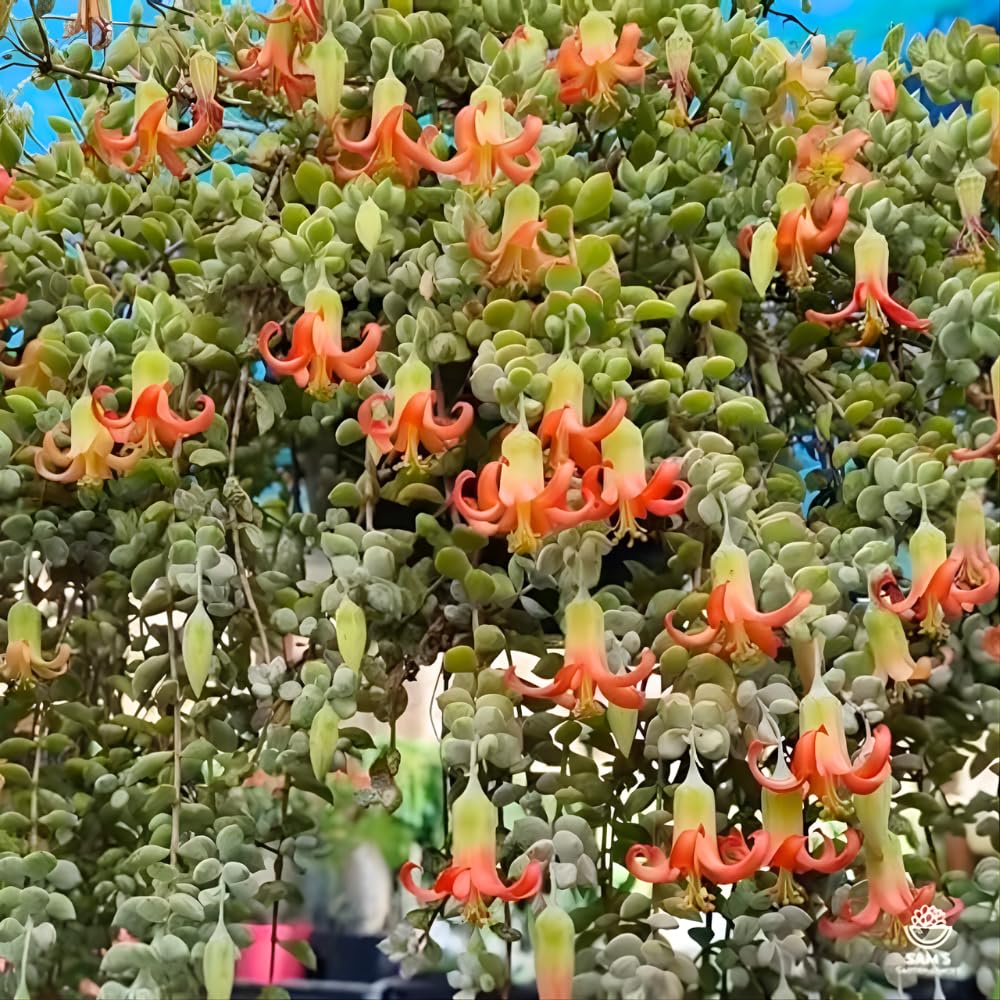 Cotyledon Pendens Succulent Plant Live | 2 Inch Pot Rare Trailing Variety Houseplant for Indoor Growing and Collections