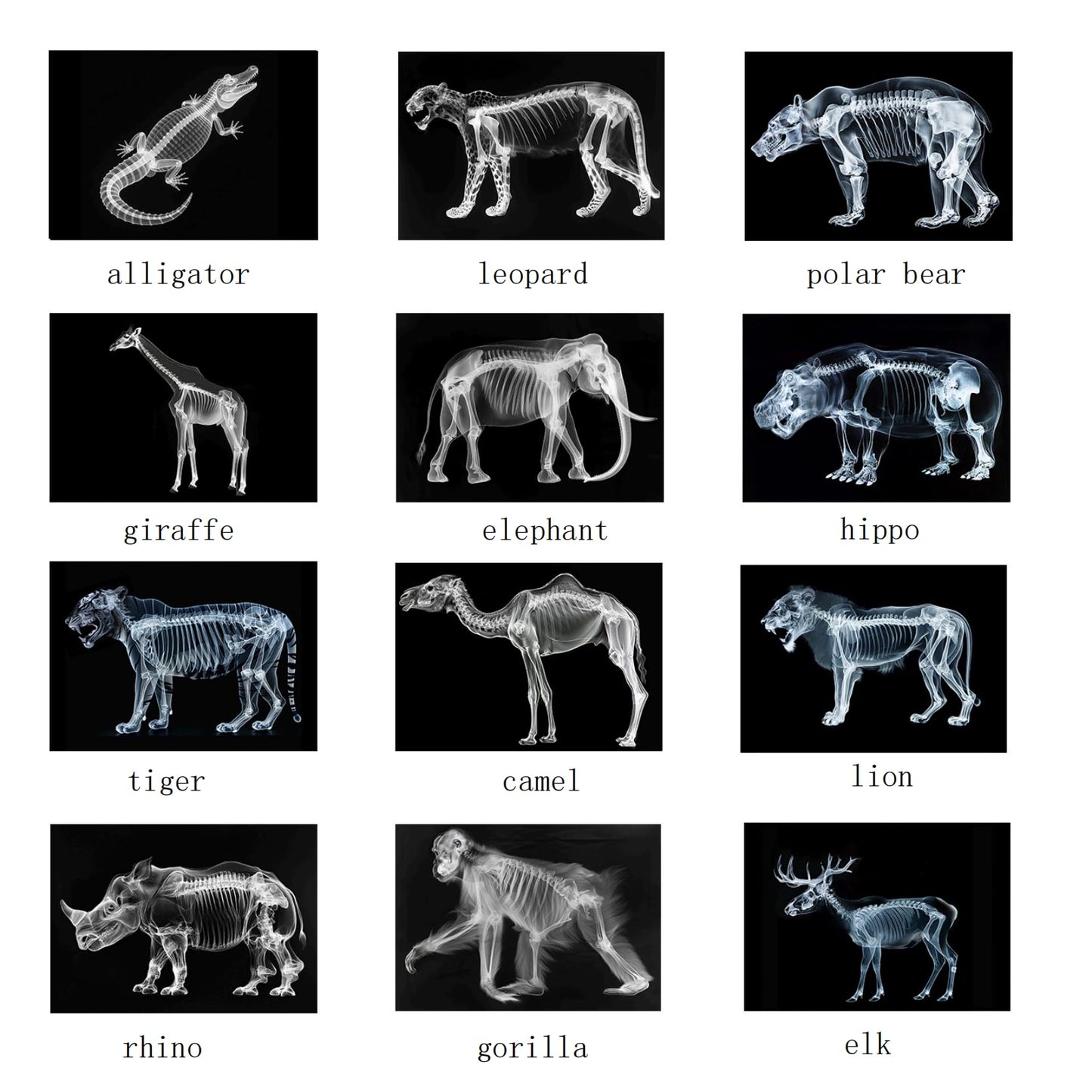 Animal X-Ray Set, Educational Science Kit, Light Table Accessory for Children (Wild Animals)