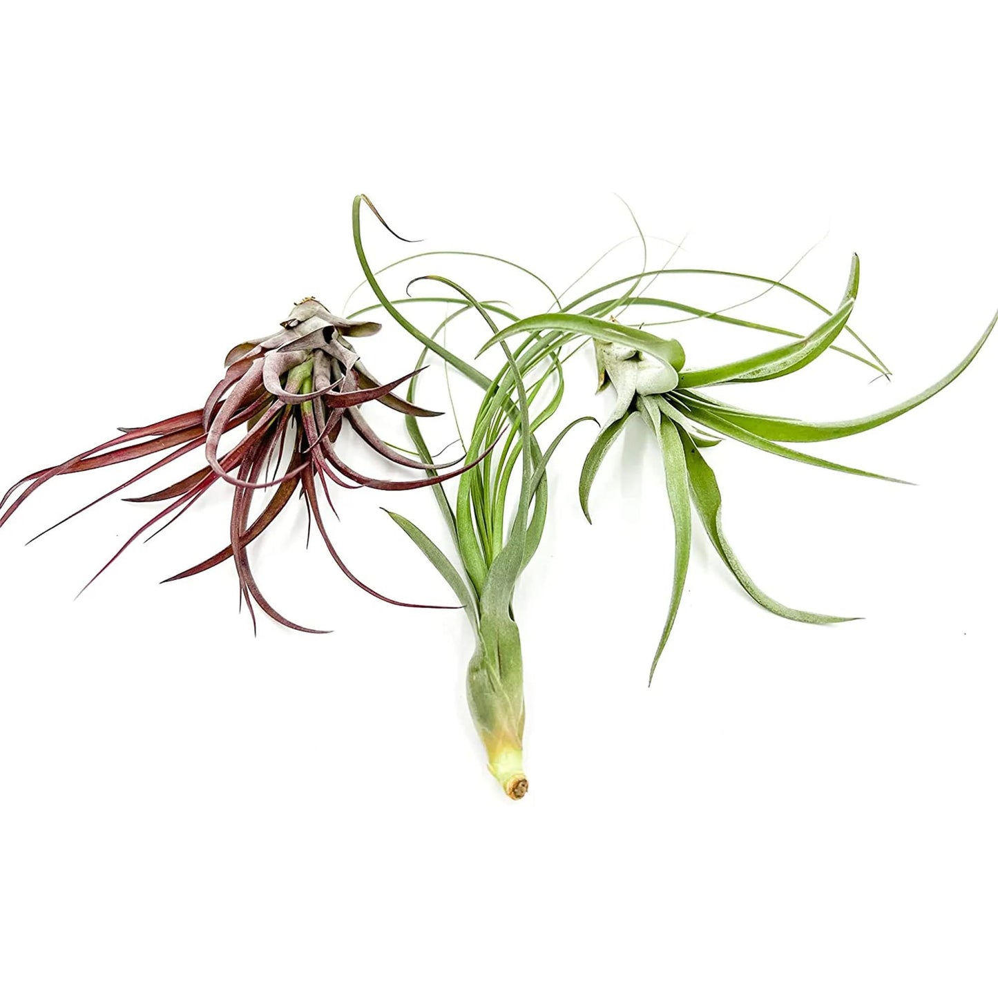 ragnaroc Air Plants - Tillandsia Variety Pack, Jumbo 5-9" - 3ct - Live Arrival Guaranteed - House Plants for Home Decor & Gift