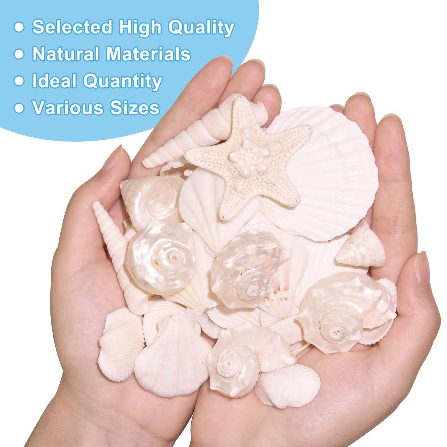 WeDoSoy Silver White Sea Shell Mixed Ocean Shells Set, 1.2"-2.6" Various Sizes Natural Seashell & Starfish for Beach Themed Decor, DIY Crafts, Vase Fillers, Fish Tank, Home, Wedding & Party Decoration