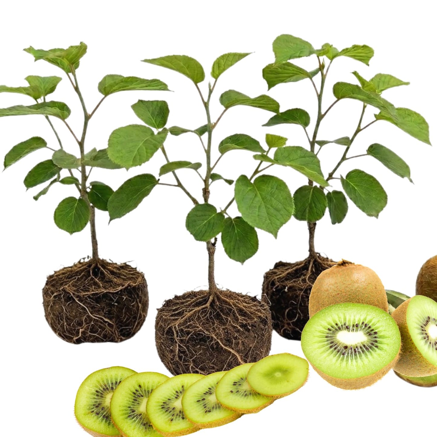 3 Kiwi Tree Live Plants, Cold Hary Kiwi Plants Live from 5 Inc Tall, Easy to Plant Vine Garden