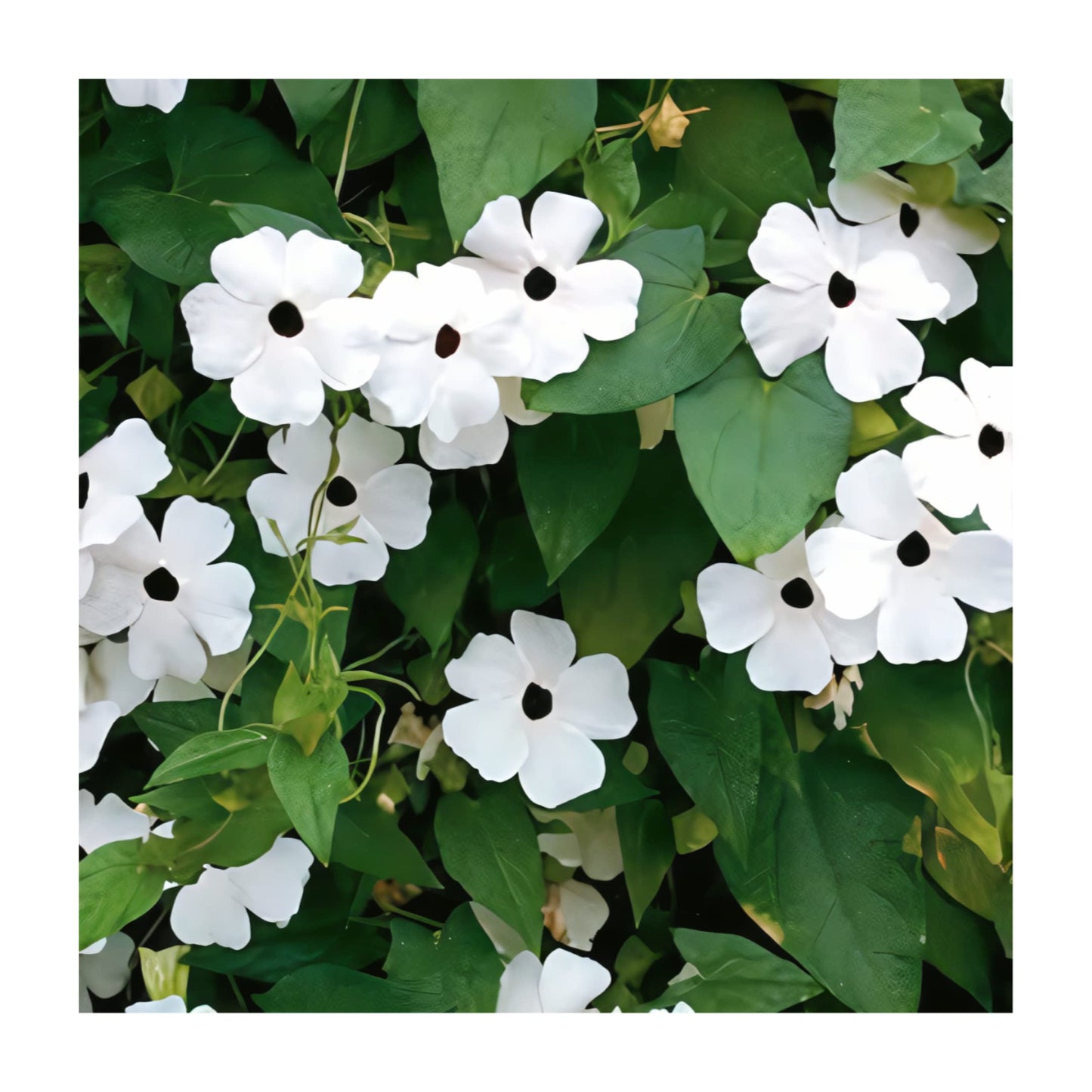 Park Seed White Black-Eyed Susan Vine Thunbergia – Elegant Black and White Blooms on a 5–8 Ft. Twining Vine, Long-Blooming Annual for Trellises, Mailboxes, and Containers – Pack of 25