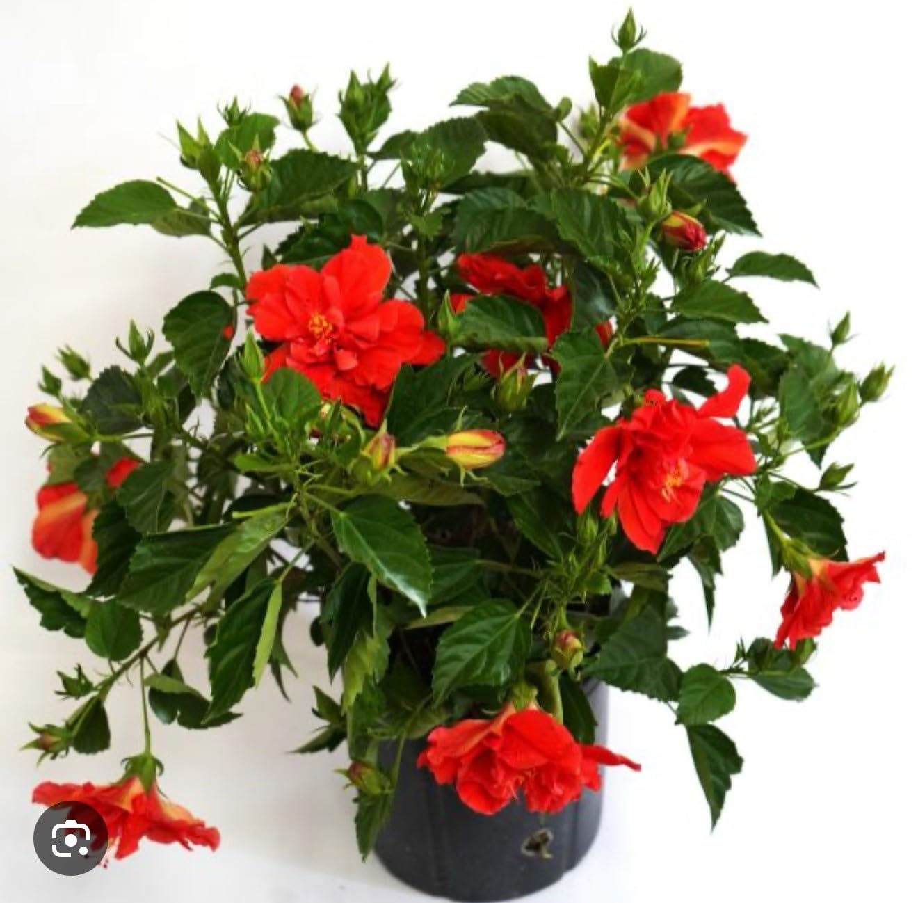 Live Plant - Red Dragon Hibiscus-Small Rooted Starter Plant-Hibiscus Rosa-sinensis