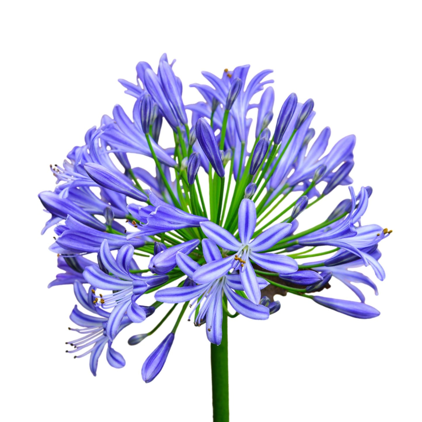 Easy to Grow Agapanthus Black Buddhist 1 Plant Bareroot - Violet-Blue Flowers in Summer Zones 8-11