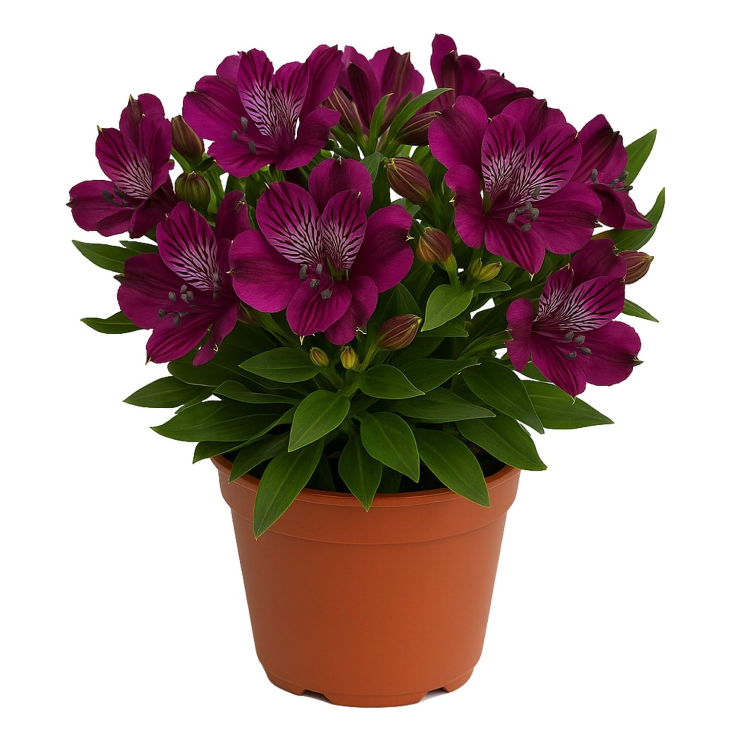 Easy to Grow Alstroemeria Noble - 2 Potted Plants in Quart Grower Pots, Dark Purple Flowers Spring Partial Shade Sun
