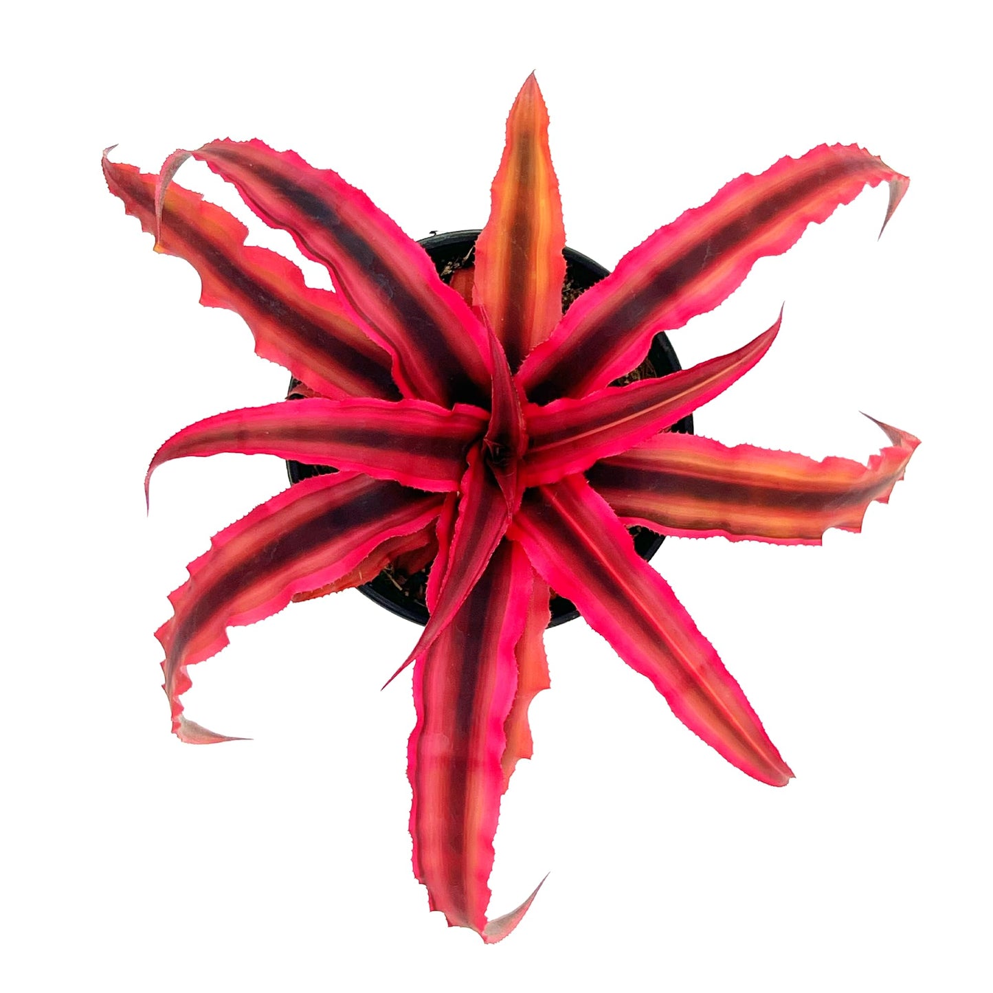 ragnaroc Live Plants – Cryptanthus ‘Rubin‘, 4-8" in 4" Pot - 1ct - Live Arrival Guaranteed - House Plants for Home Decor & Gift