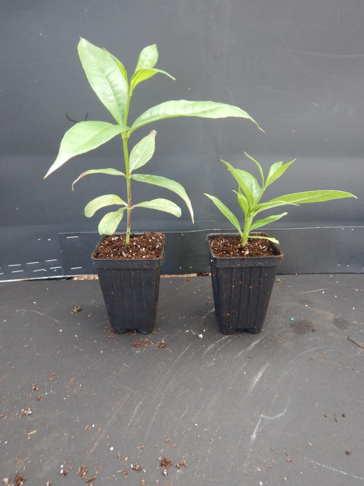 Live Plant - Golden Butterfly Allamanda Vine Tropical Starter Plant Large Bell Blooms