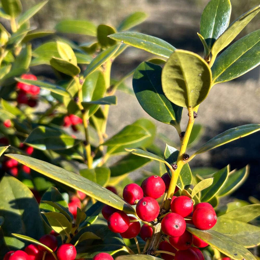 Carissa Holly (3 Gallon) - Evergreen Shrub