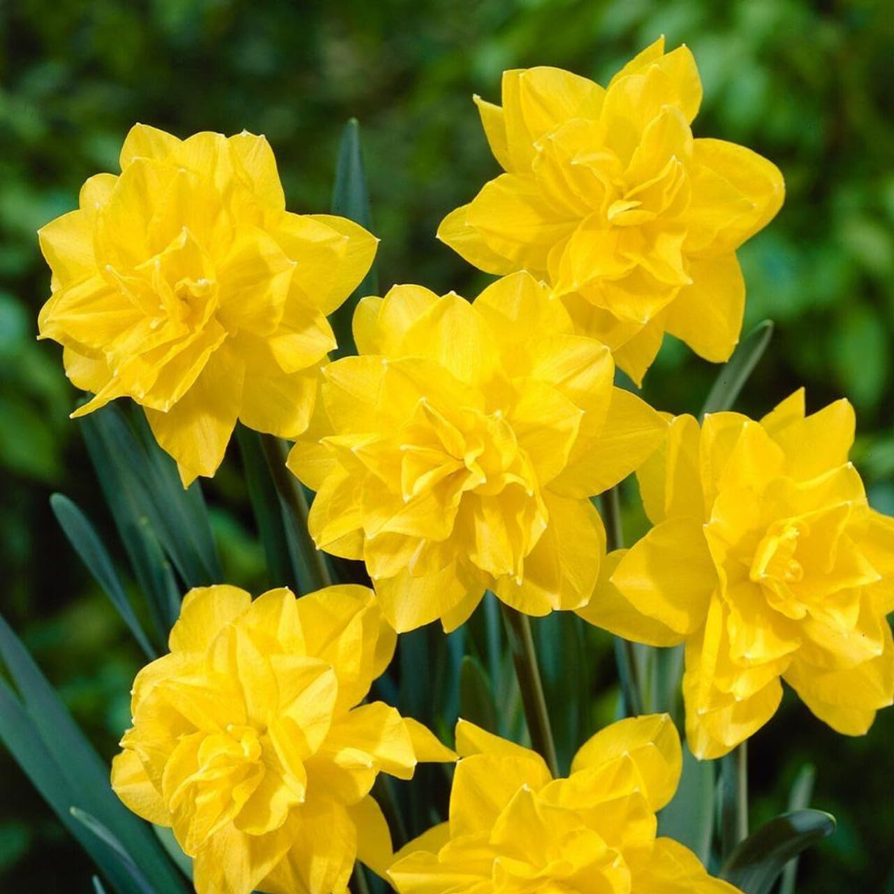 Votaniki Double Daffodil Golden Ducat Bulbs - Long Lasting Blooms & Perennial Daffodil | Narcissus Double 'Golden Ducat - Easy to Grow (12 Pack)