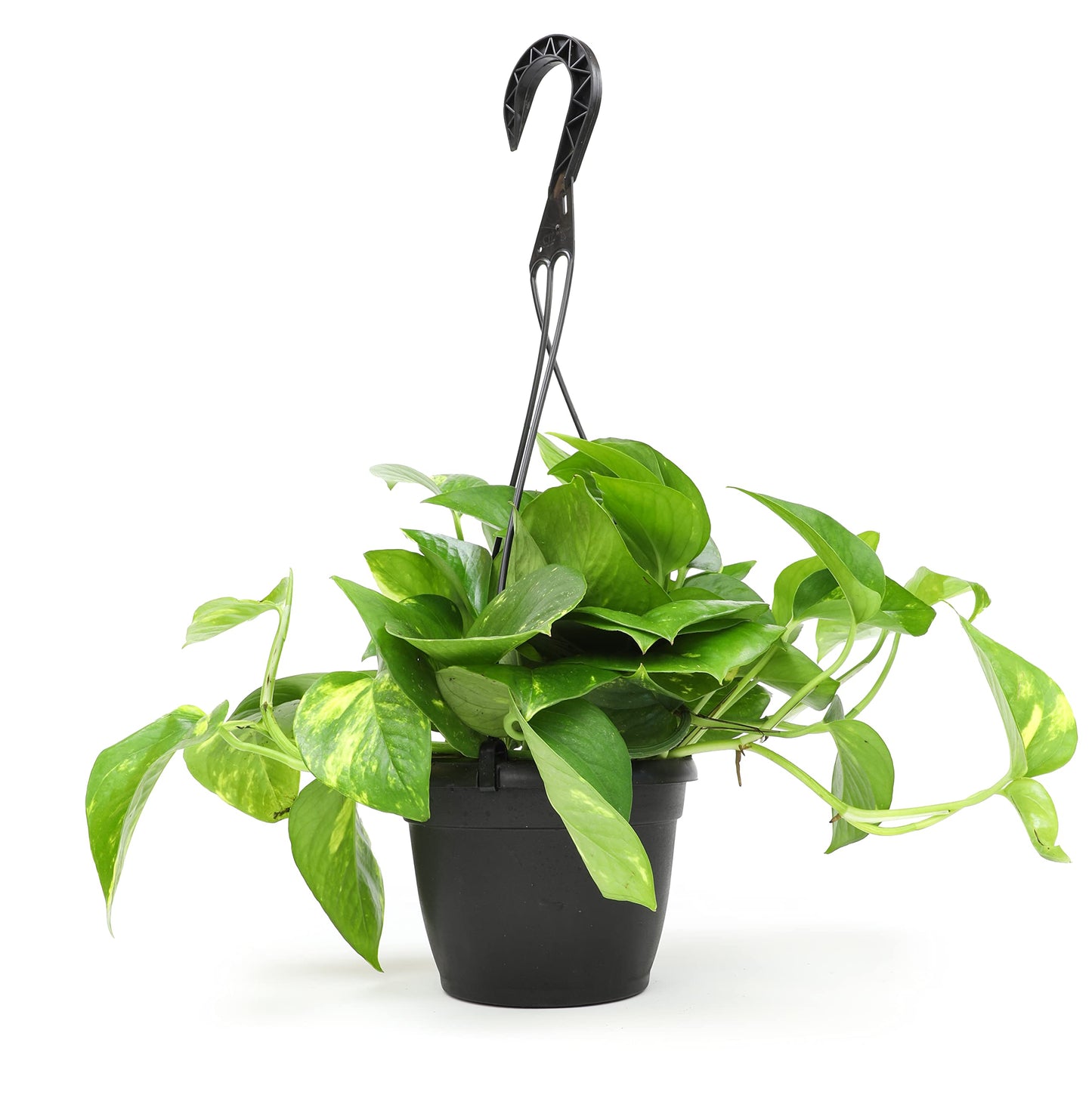 Golden Pothos Plant Live in Hanging Planter Pot Live by Plants for Pets, 1 Count