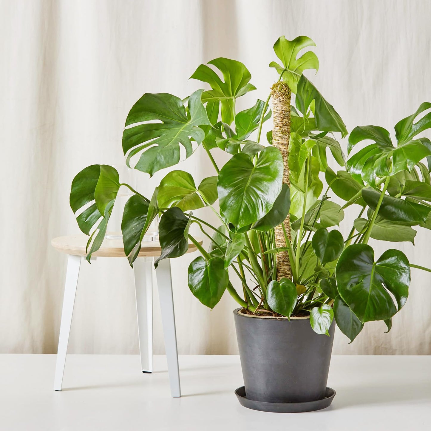48 Inch Bendable Moss Pole for Plants Monstera, Coir Plant Pole Stick, Support Stake for Climbing Plants Indoor, Pothos, Philodendron, Moss Pole kit, Plant Support Stake for Plants Indoor