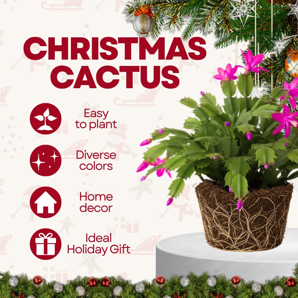 Christmas Cactus Plants Live, Flowering Thanksgiving Cactus with Vibrant Blooms, 4-7'' Tall, Easy-Care Indoor Houseplant (Purple Blooms)