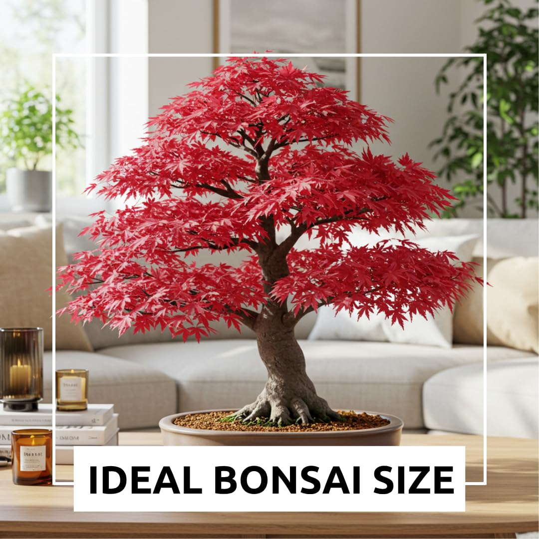 Bonsai Tree Seeds, Japanese Red Maple | 20+ Seeds | Highly Prized for Bonsai, Japanese Maple Tree Seeds (ACER palmatum) 20+Seeds