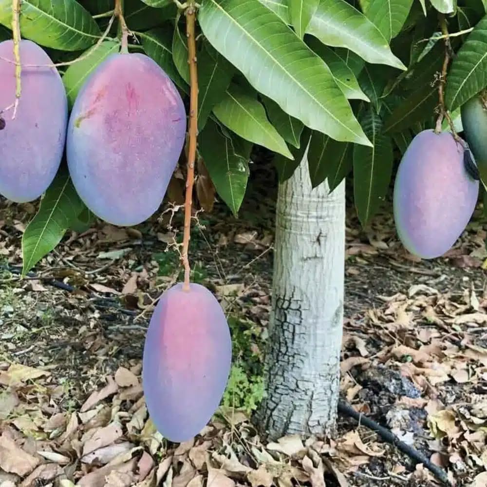 Live Plant - Mango Palmer (manglifera) Tropical Live Fruit Tree 1′- 2′ feet