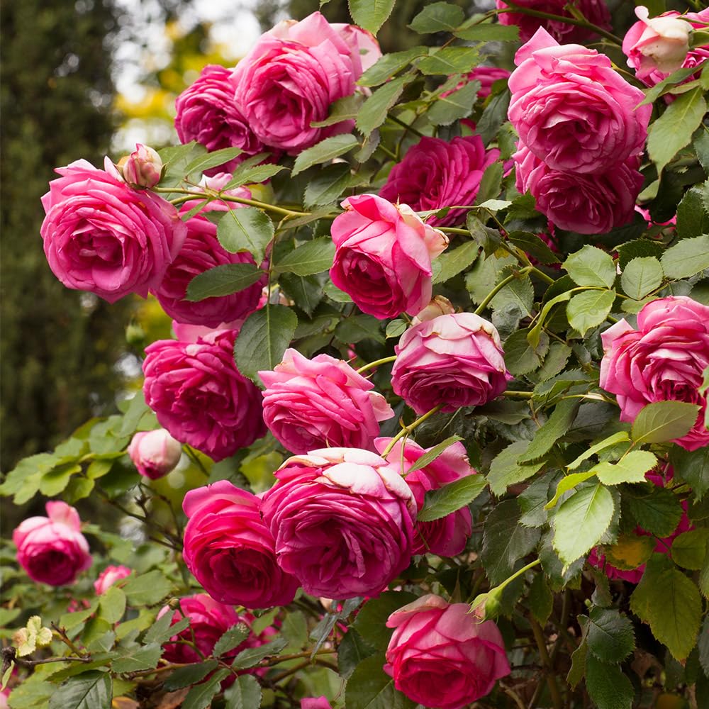Heirloom Climbing Roses, Live Own Root Plant for Outdoor Garden, Pretty in Pink Eden Climber®, Lightly Fragrant, Lightly Fragrant, Repeat Blooming