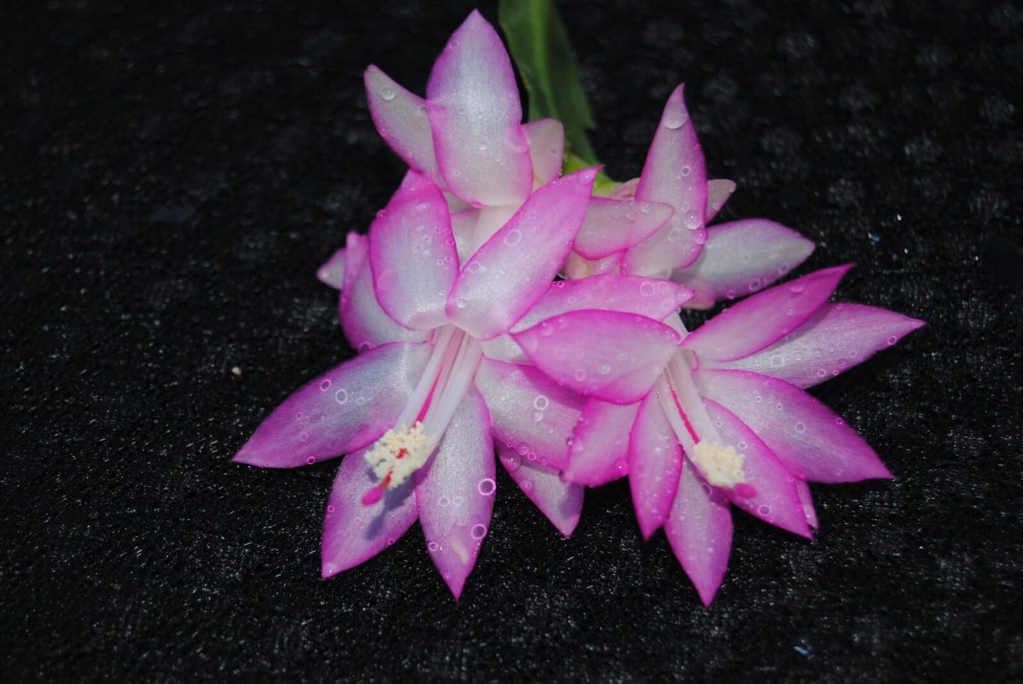 Live Plant - Christmas Cactus Starter Plant Aurea Schlumbergera Truncata