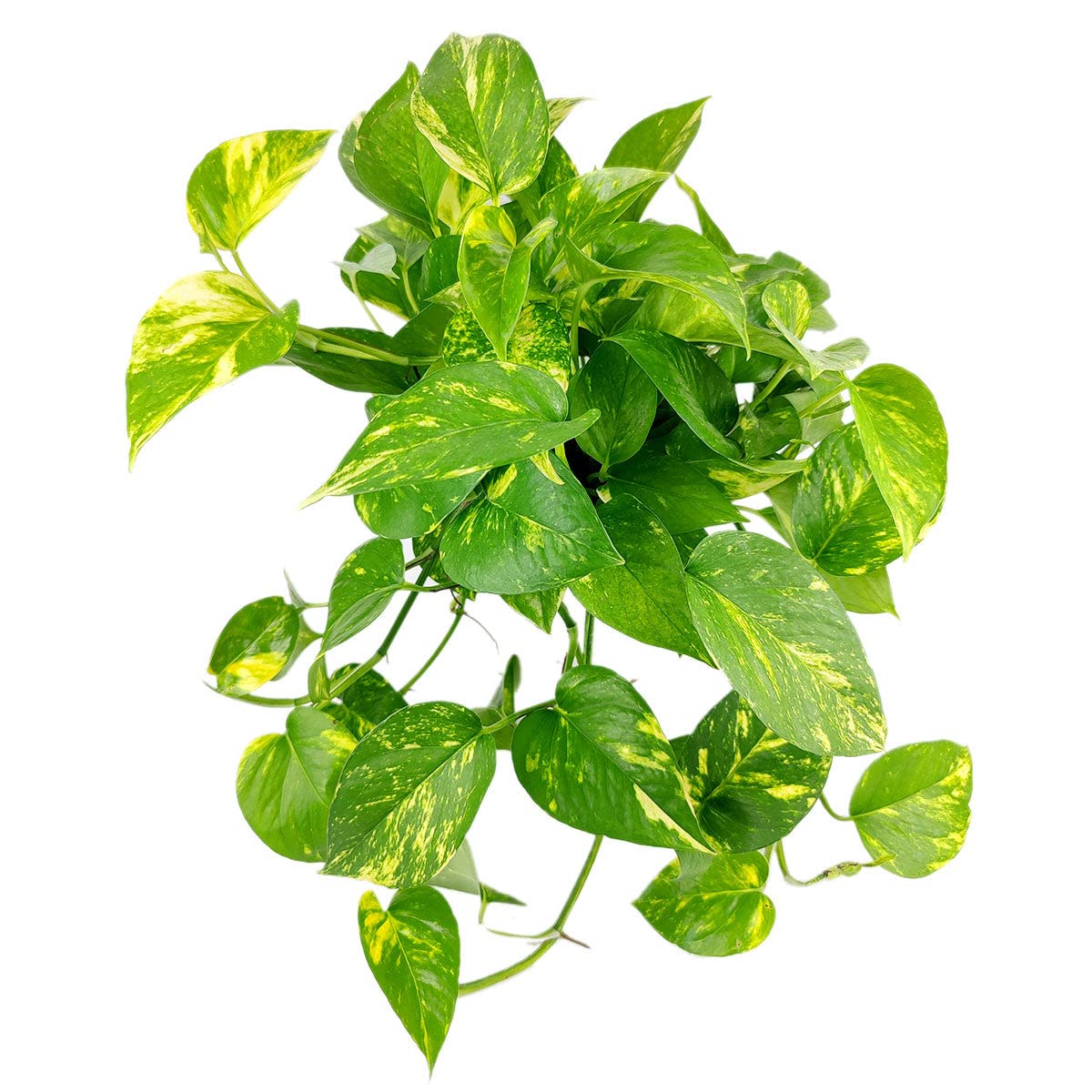 Pothos Golden (4 inch) - Lucky Houseplants - 4/6 inch Unique Live Decorative Houseplants - Easy to Care Indoor Plants, Perfect for Office, Home & Feng Shui Decor