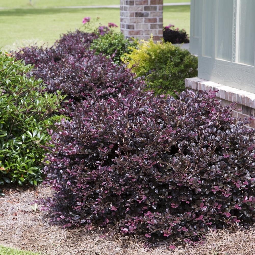 Live Plant - Plum Delight Loropetalum (Chinese Fringe) - Live Plant - (2.5 Qt)