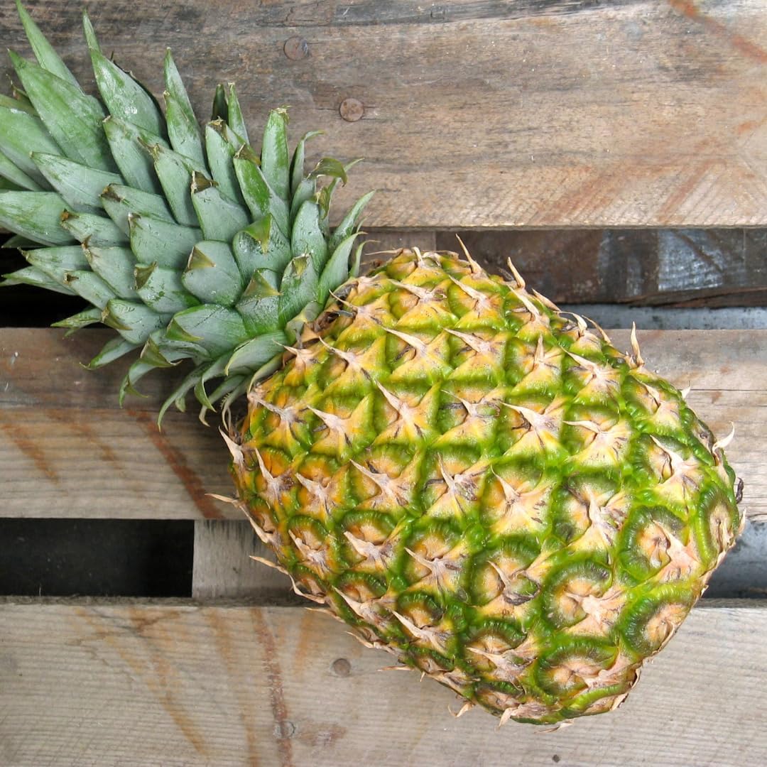 Set 2 Pineapple Plants Live, Sweet Pineapple Shrubs, Tropical Fruit, 4 to 8 Inch Tall for Planting Outdoor (White Jade)