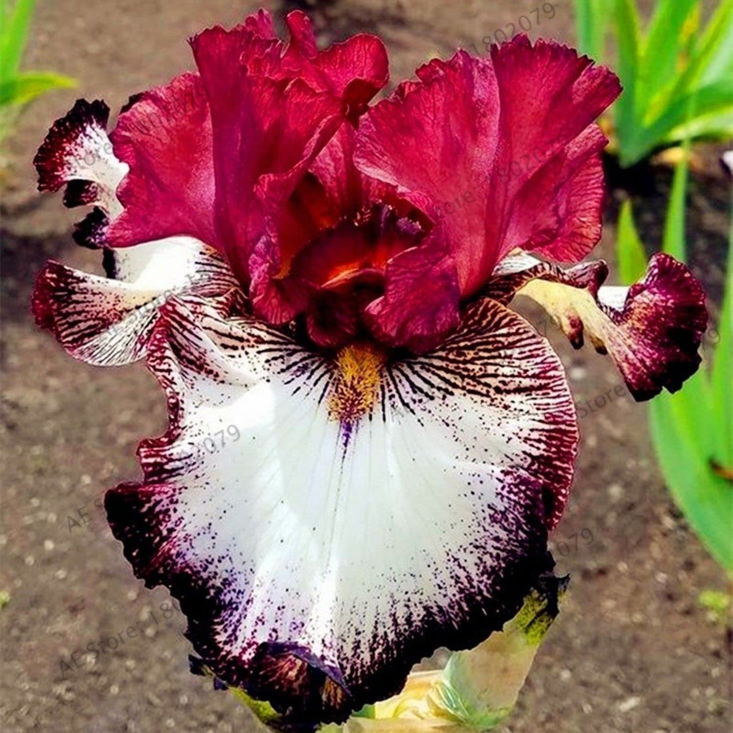 (5) Splended Colors Mix Bearded Iris Rhizomes, Roots, Bulbs, Plants
