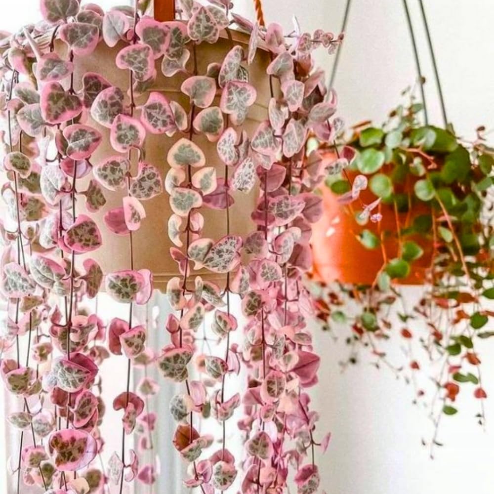 Variegated String of Hearts Plant Live, Trailing Succulent Plants 2.5 Inch Pot, Succulent Houseplants for Indoor Planting