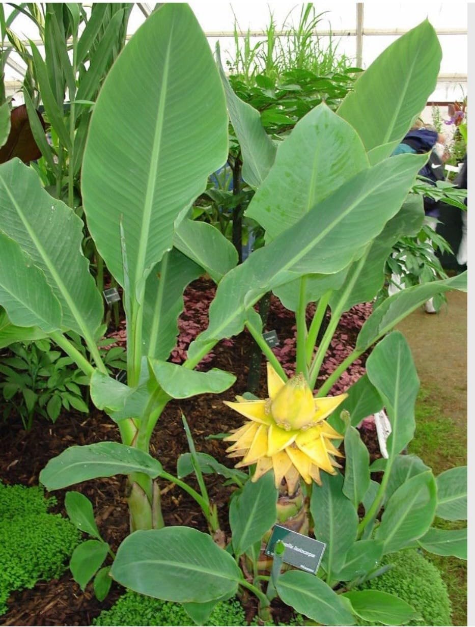 Live Plant - Chinese Dwarf Yellow Banana/Golden Lotus Musella Lasiocarpa Live Starter Plant