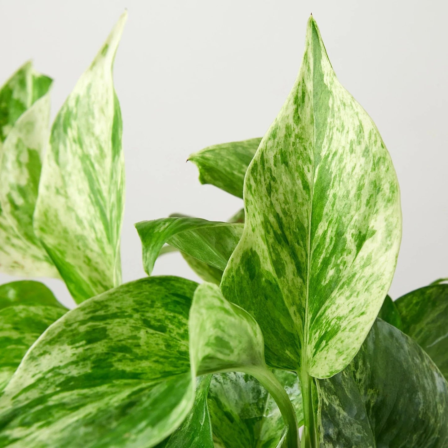 Pothos 'Marble Queen' | Live Plant for Indoor & Outdoor | for Living Room, Office, Bathroom | (8" Pot)