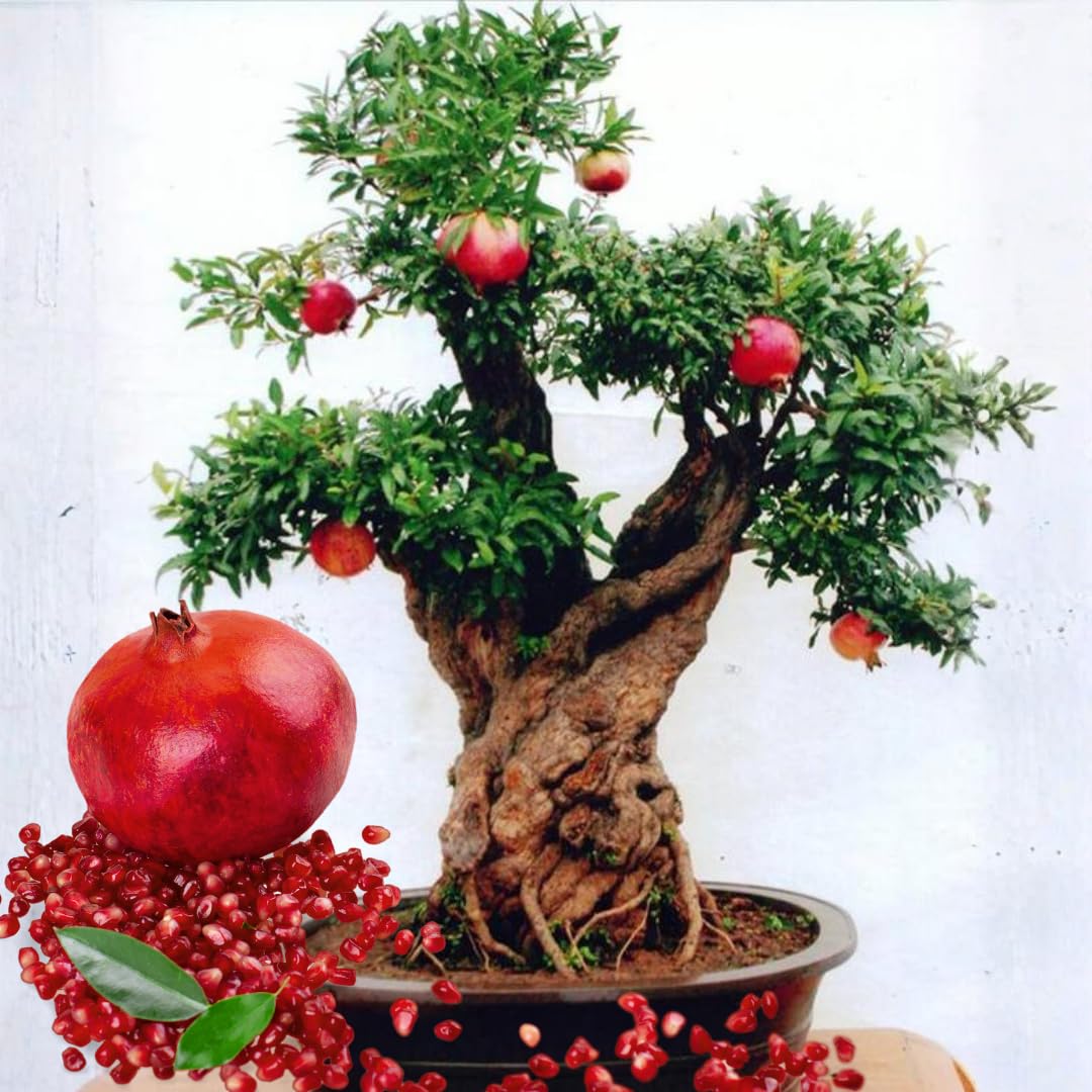 1 Year Old Pomegranate Tree Live Plant, Sweet Red Pomegranate Starter Size Seedling in 4" Pot, for Indoor Outdoor Spring Growing