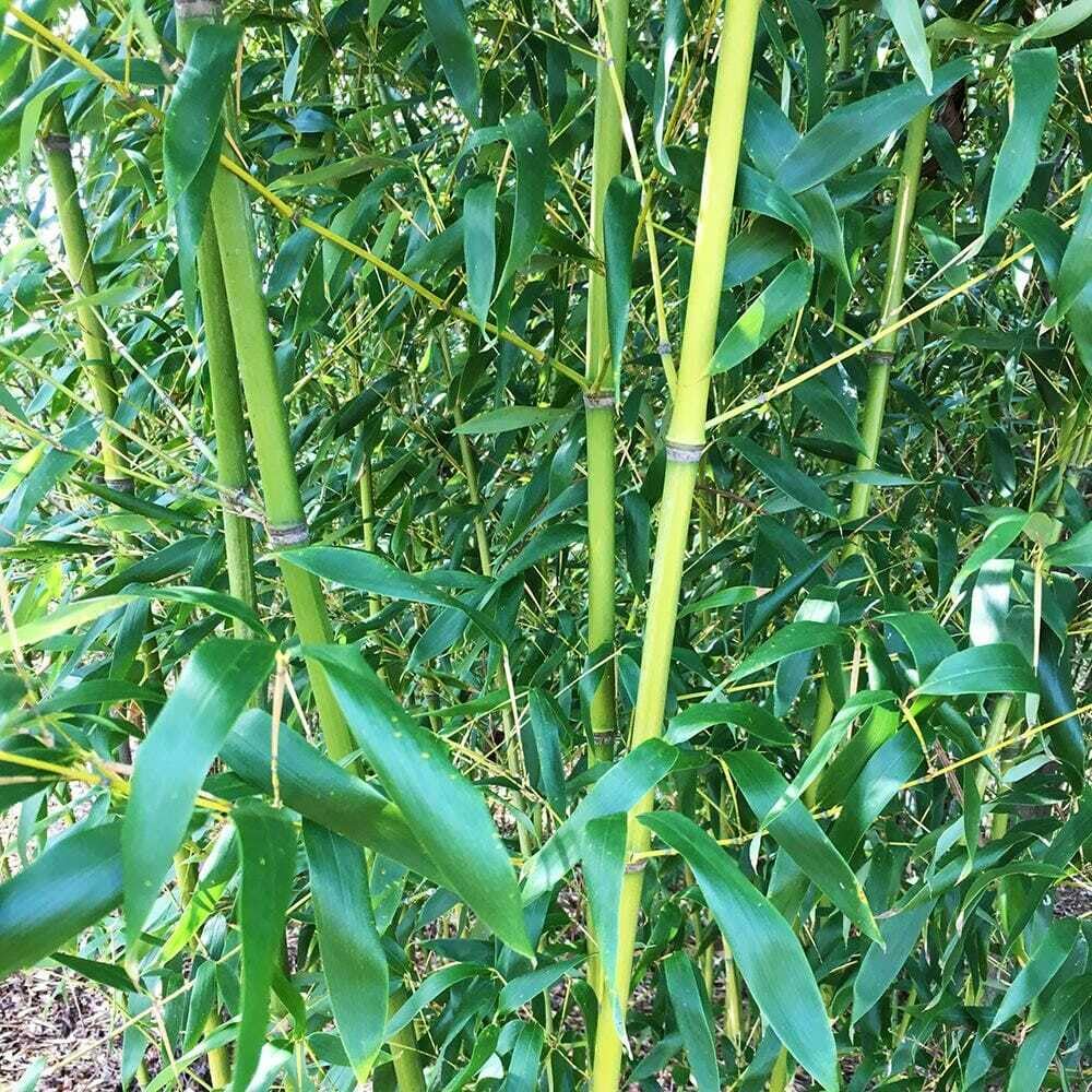 Live Plant - 4 Red Margin Bamboo Plants - 6-10" Tall Rhizomes - Phyllostachys rubromarginata