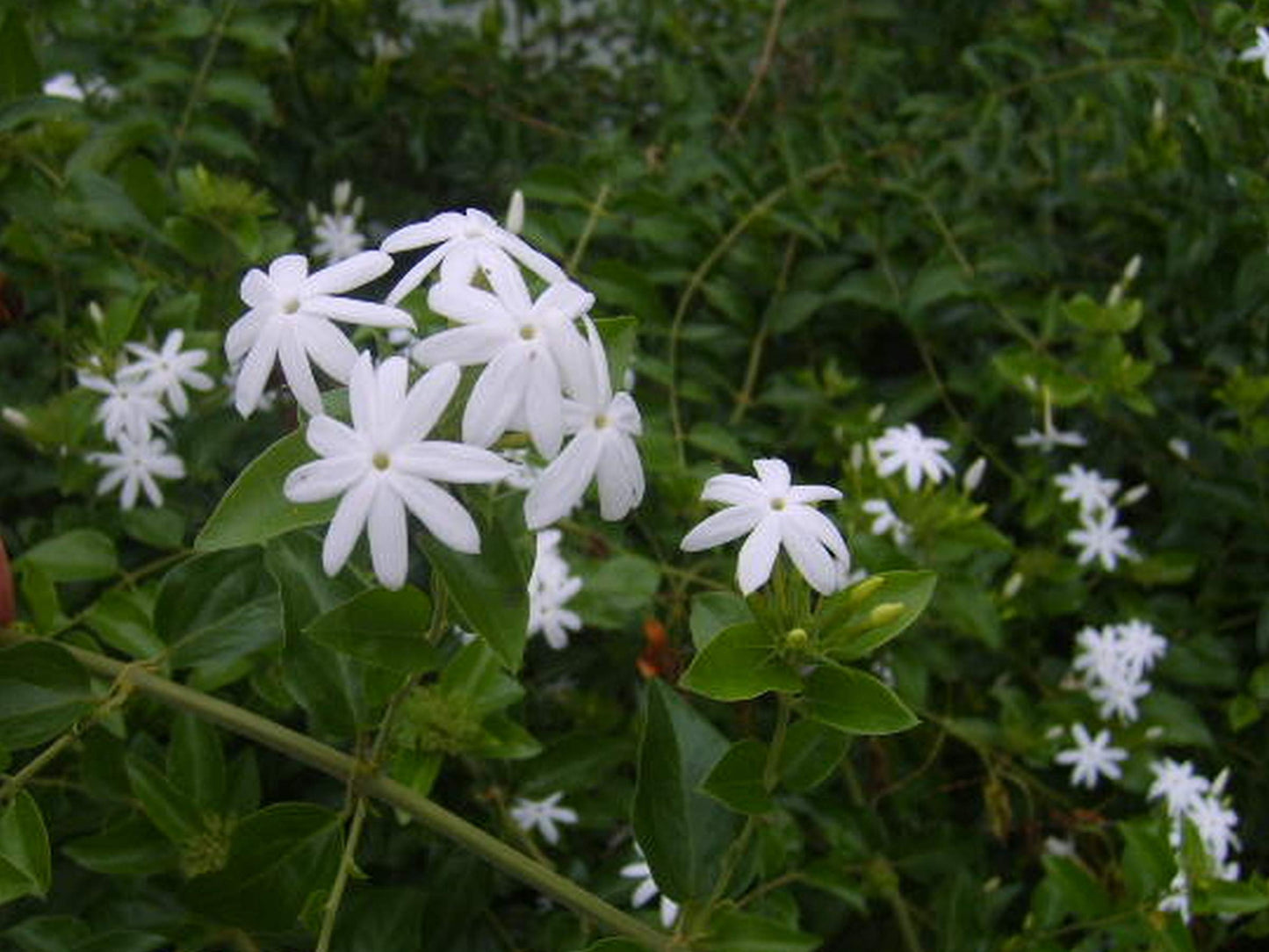 Downy Jasmine - Jasminum multiflorum - Live Plant - Light Scent White Single Flower - Emerald Goddess Gardens - Starter Sz 4 Inch Pot
