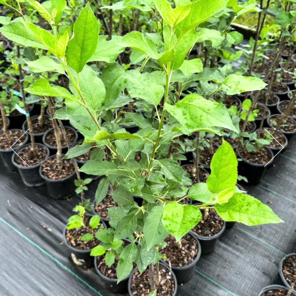 Delicious Apple Tree Live Plant, Bareroot 2 to 3 Feet Tall, Sweet Apple Plant Live for Planting, Live Apple Tree Plant, Apple Fruit Tree (Yellow Apple)