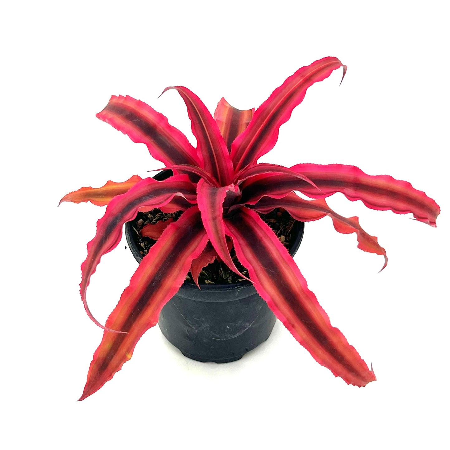 ragnaroc Live Plants – Cryptanthus ‘Rubin‘, 4-8" in 4" Pot - 1ct - Live Arrival Guaranteed - House Plants for Home Decor & Gift