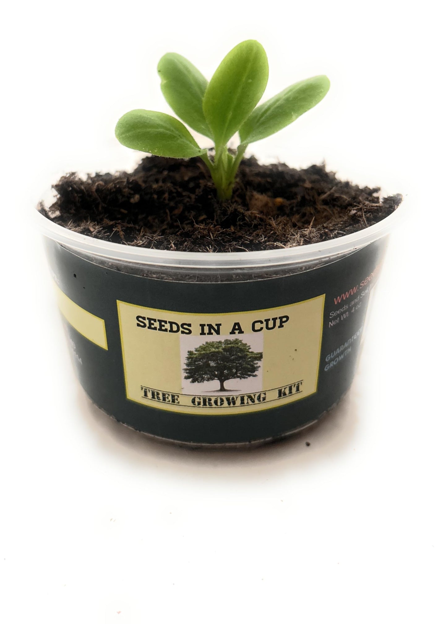 Seeds In A Cup: Tree Grow Kit | Easy to use | Educational | Memorial Gift | Plant It for The Planet | Grow Your Own Tree |Wide Selection to Choose from (Apricot)