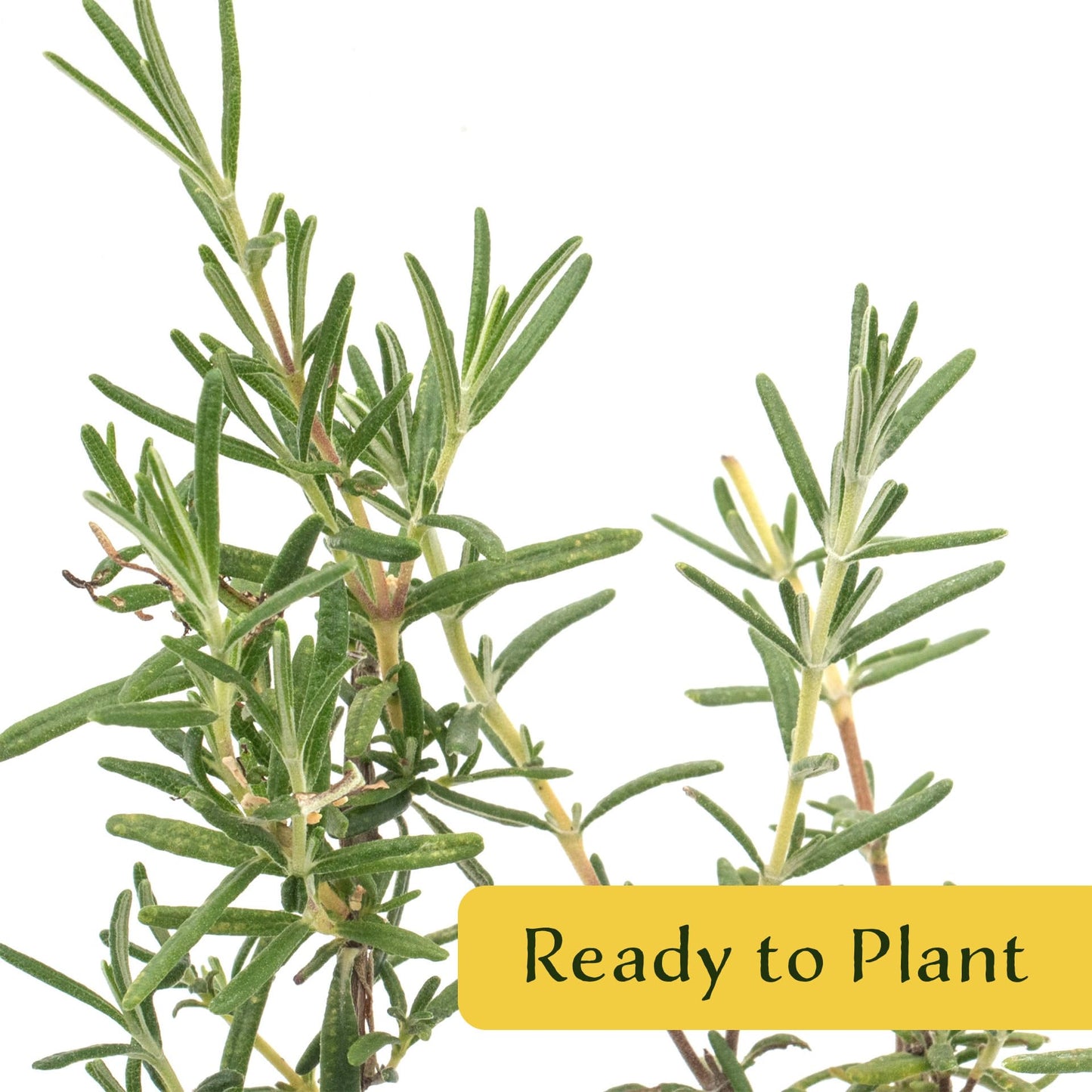 2 Ken Taylor Rosemary in 3.5" Nursery Cubes | Rosmarinus officinalis ‘Ken Taylor’ | Fragrant Evergreen Herb for Cooking, Gardens & Containers | Ready-to-Plant Live Plants