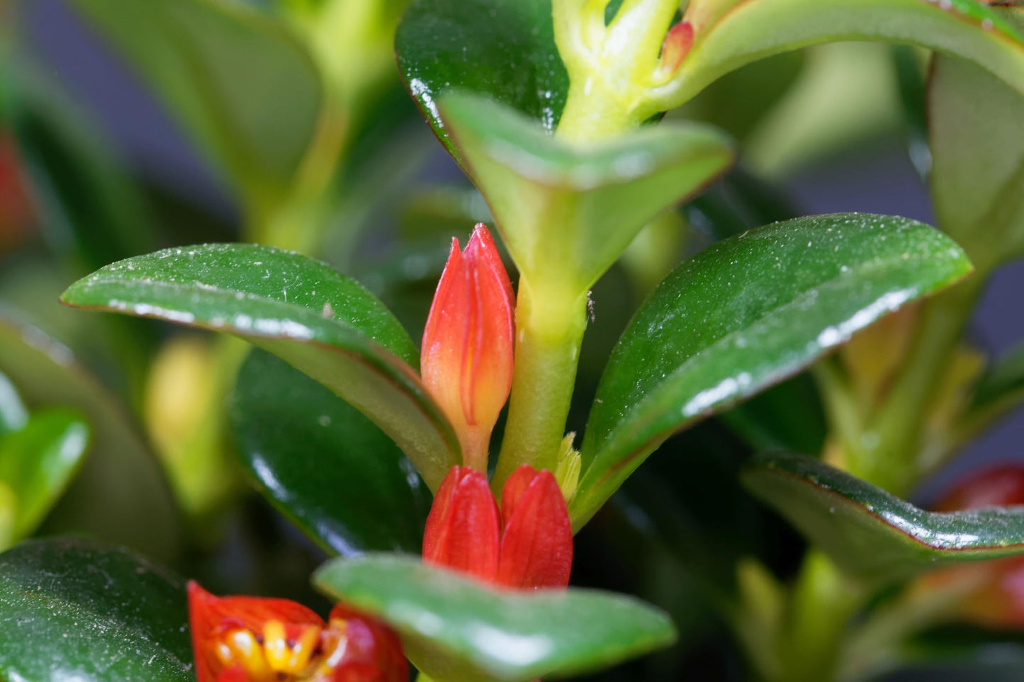 Premium Goldfish Plant - 6" Hanging Basket - Blooms Frequently!