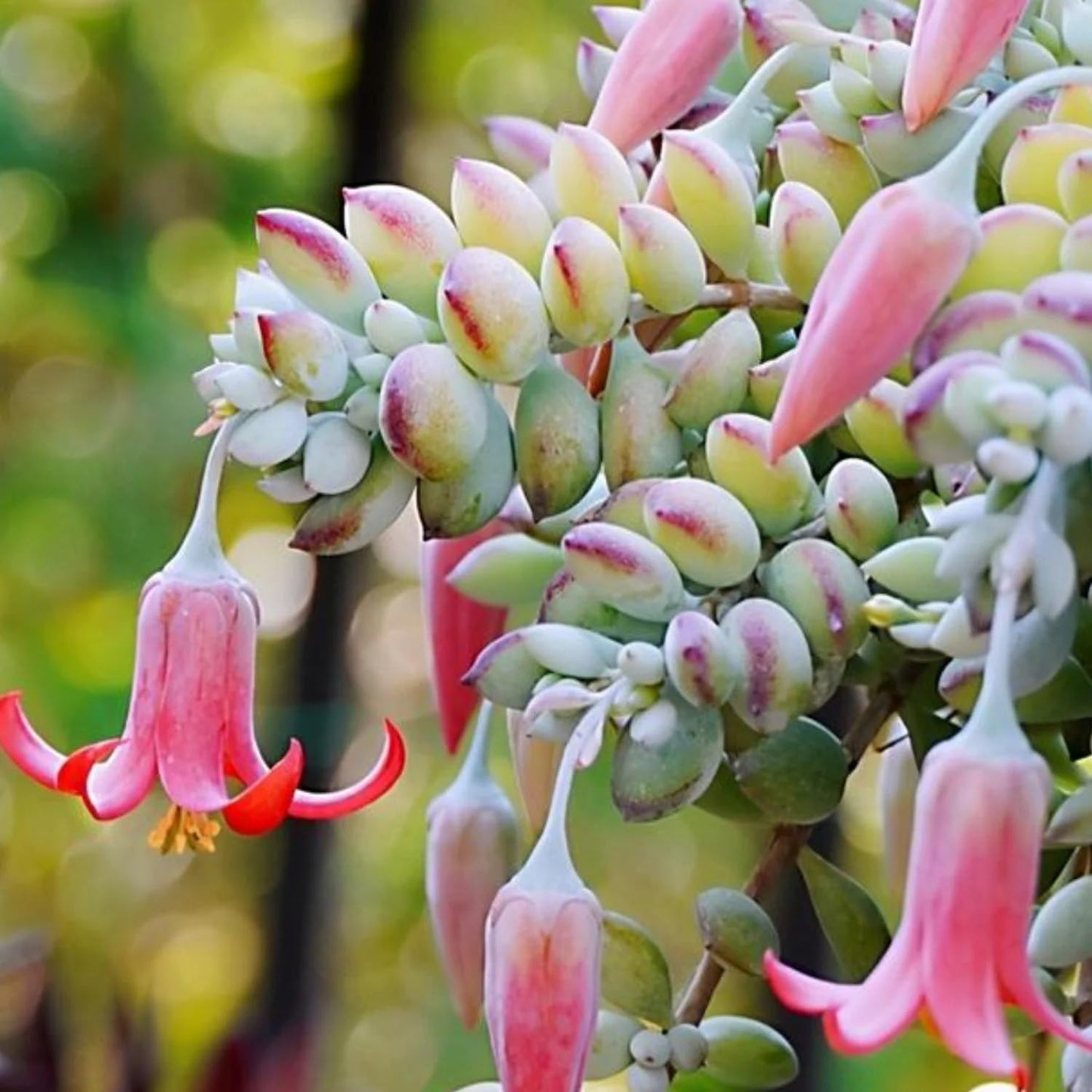 1 Cotyledon Pendens Succulent Plant Live, Trailing Succulent Live Houseplant in 2 Inch Pot, Ornamental Cotyledon Pendens