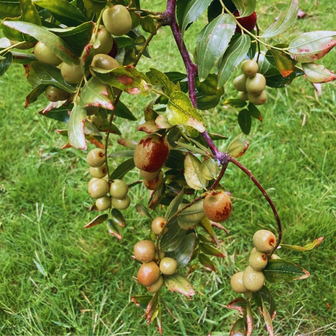 9 Months Old Li Jujube Tree Live Plant, 10-14 Inches Tall for Planting, Ready to Bear Fruit Within 1-3 Years, Dormant in Winter