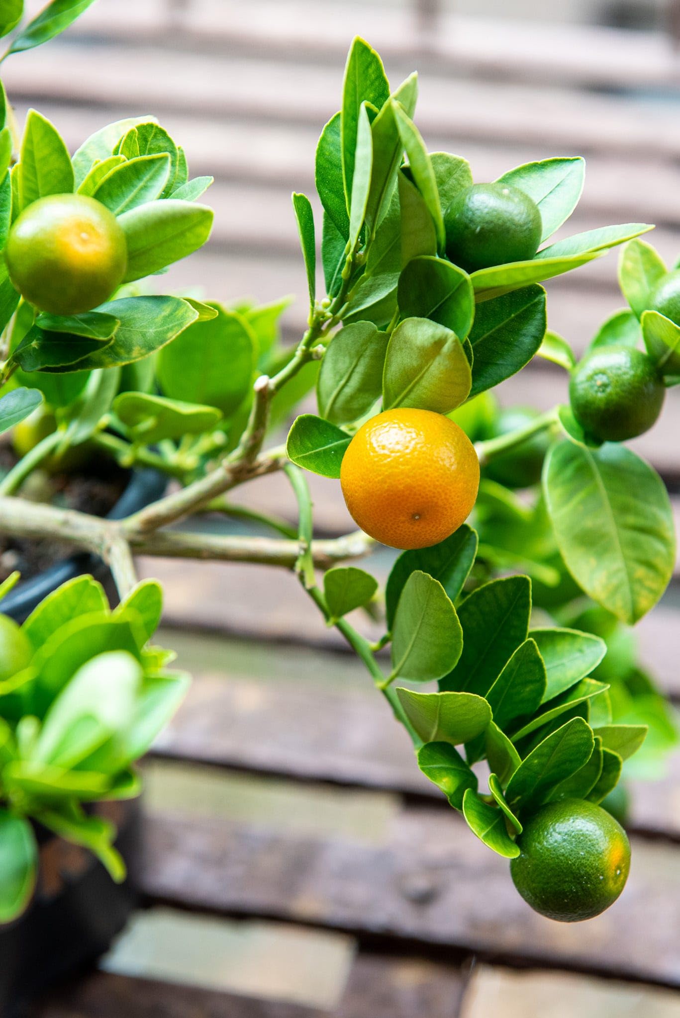 80pcs Calamansi Fruit Seeds for Planting, Fresh Citrus Seeds for Home Garden, Outdoor, and Greenhouse Cultivation