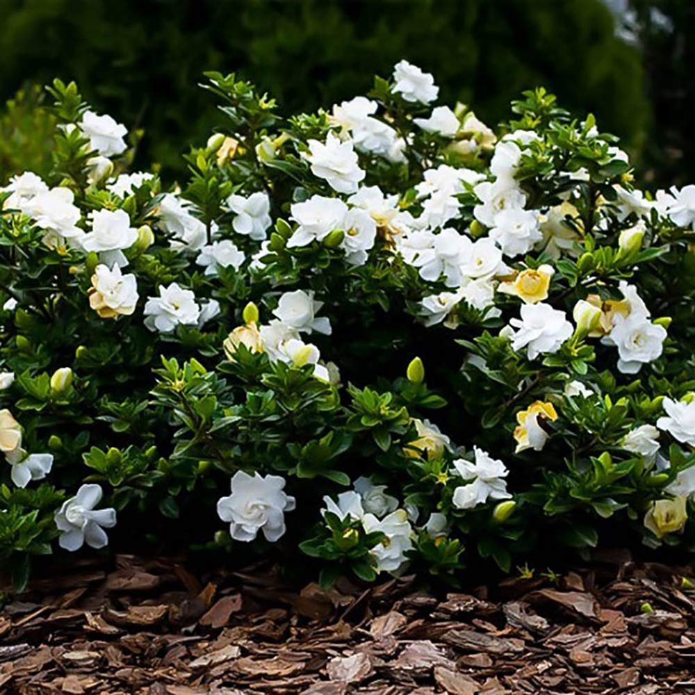 Shrub 2.5 Qt. August Beauty Gardenia