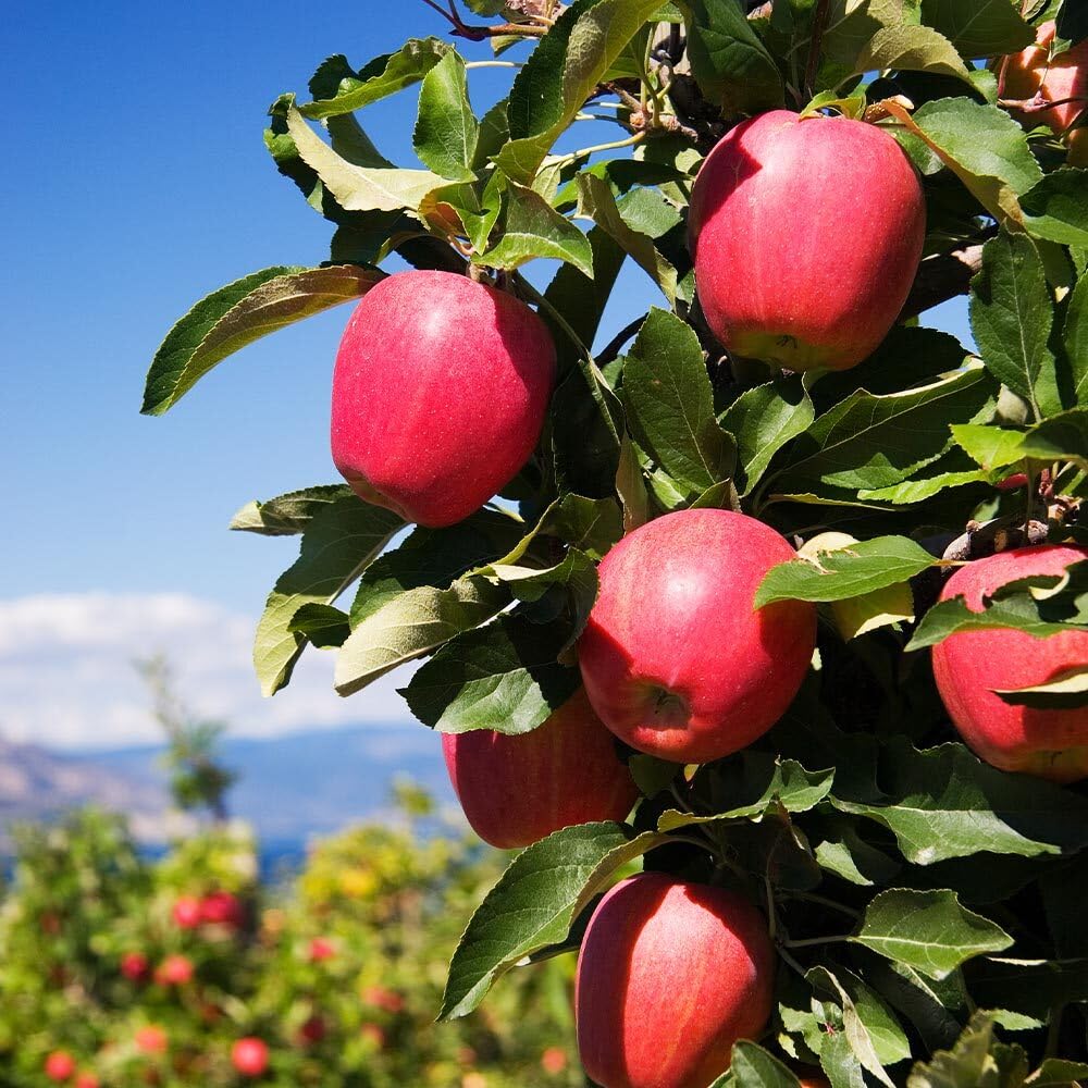 Live Plant - Pink Lady Apple Tree - 24-36" Tall - Live Plant - Malus domestica ‘Cripps Pink'