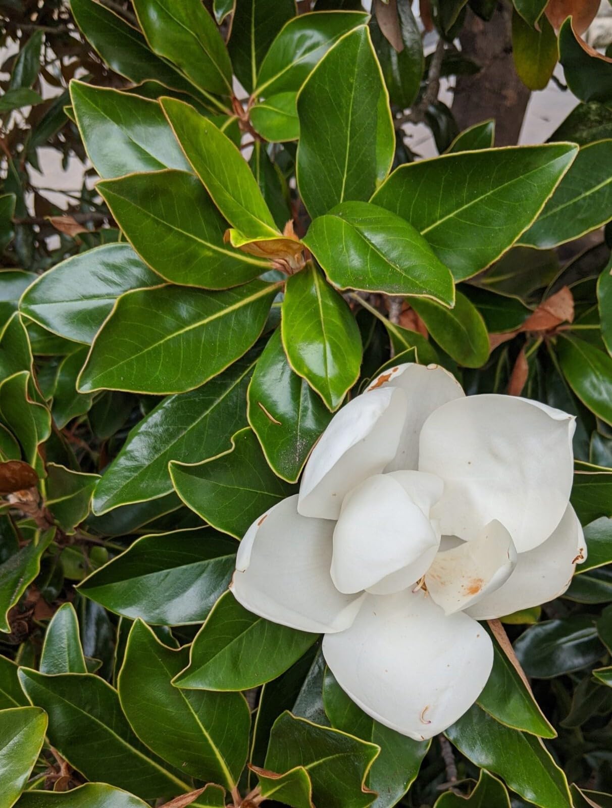 Live Plant - Southern Magnolia Tree 20-28 inch Tall