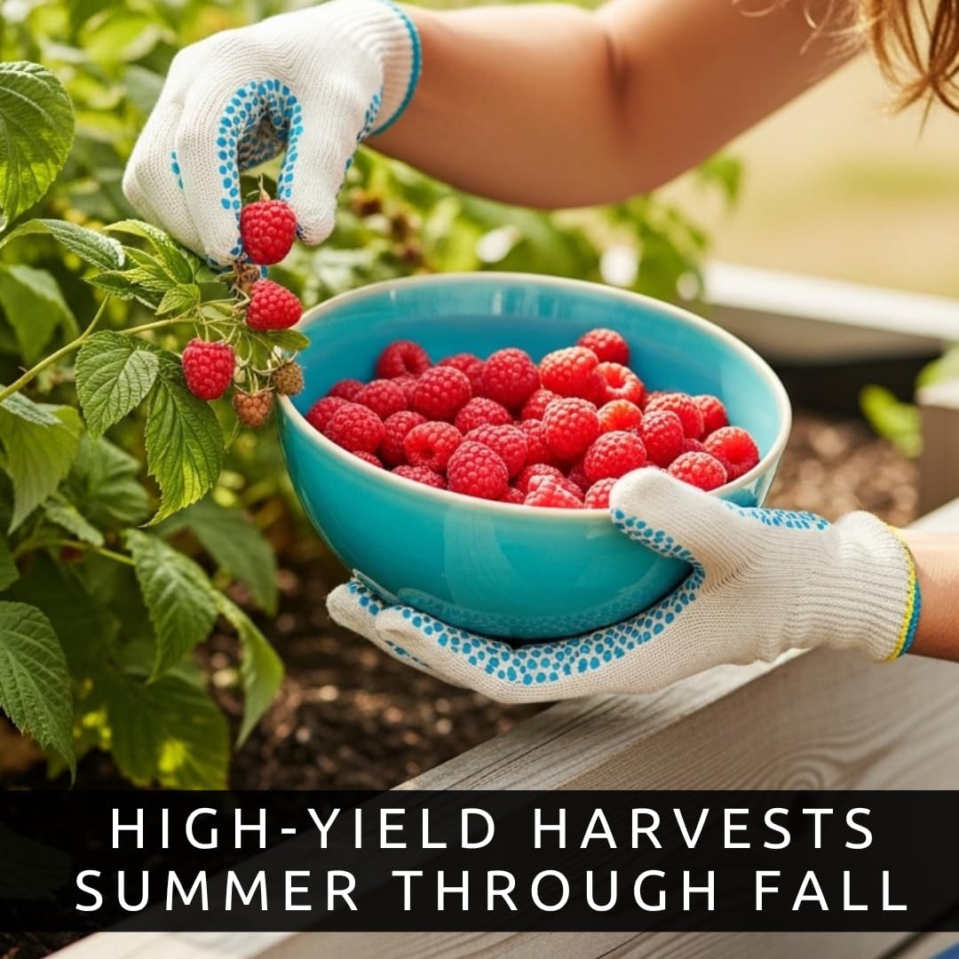 Joan J Raspberry Plants – Thornless Red Raspberry with Large Sweet Berries – Everbearing Fruit Plants for Home Gardens (3 Plants)