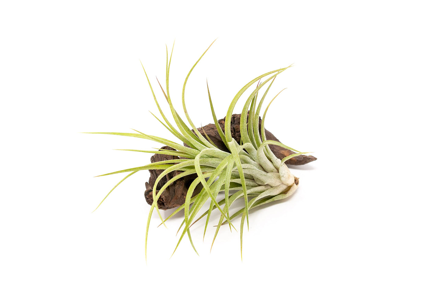 Large Air Plants Ionantha Victoriana 4 to 6 inch - Available in Wholesale and Bulk - Live Succulent House Plants - Home and Garden Decor - Easy Care Indoor and Outdoor Plants (Pack of 1)