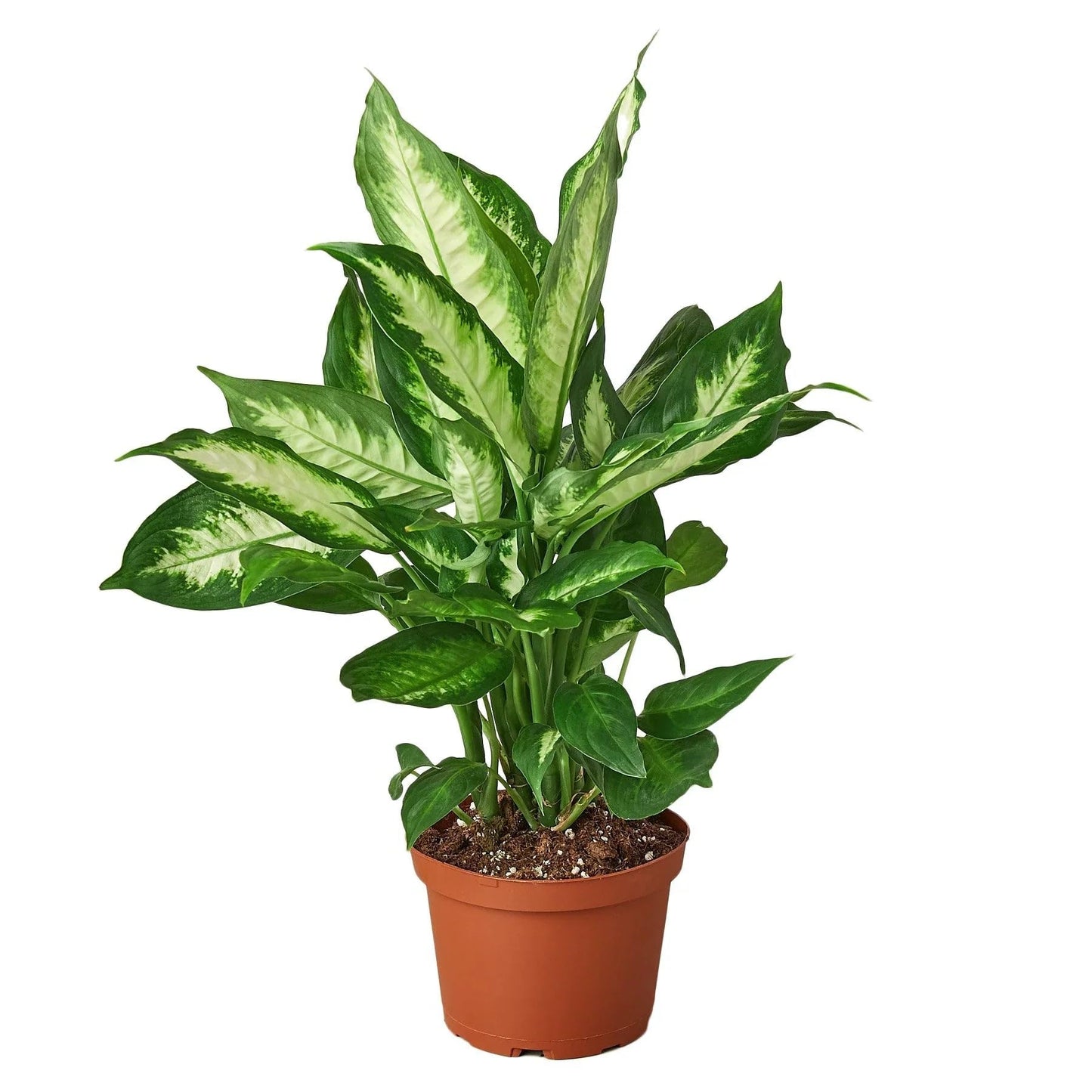 Dieffenbachia Camille | Live Plant for Indoor & Outdoor | for Living Room, Office, Bathroom | (6" Pot)