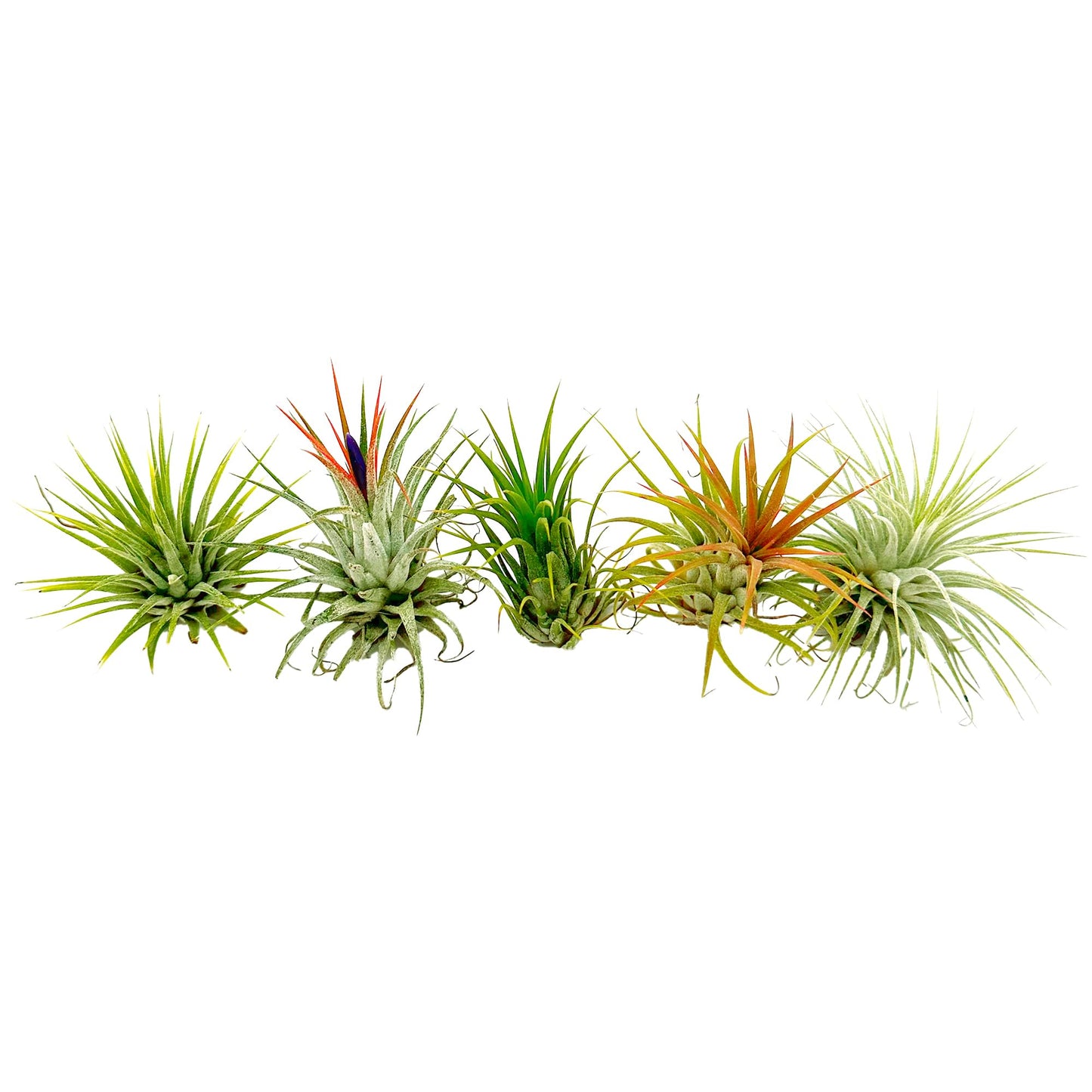 ragnaroc Air Plants - Tillandsia Ionantha Pack, Regular 1-3" - 5ct - Live Arrival Guaranteed - House Plants for Home Decor & Gift