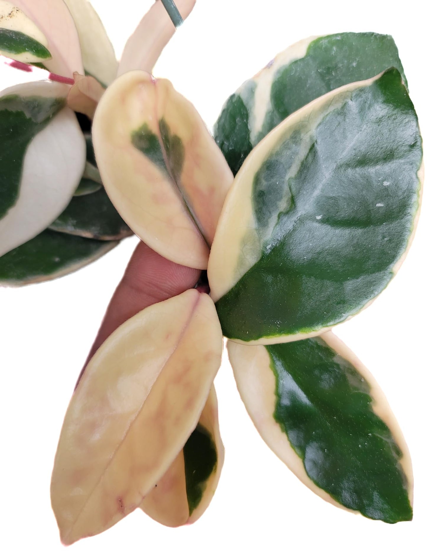 6" Hoya Krimson Queen Available in Hanging Pot, Live Arrival Guaranteed! Live Hoya Plants Live Houseplants - CA Seller - Air Purifying Plant