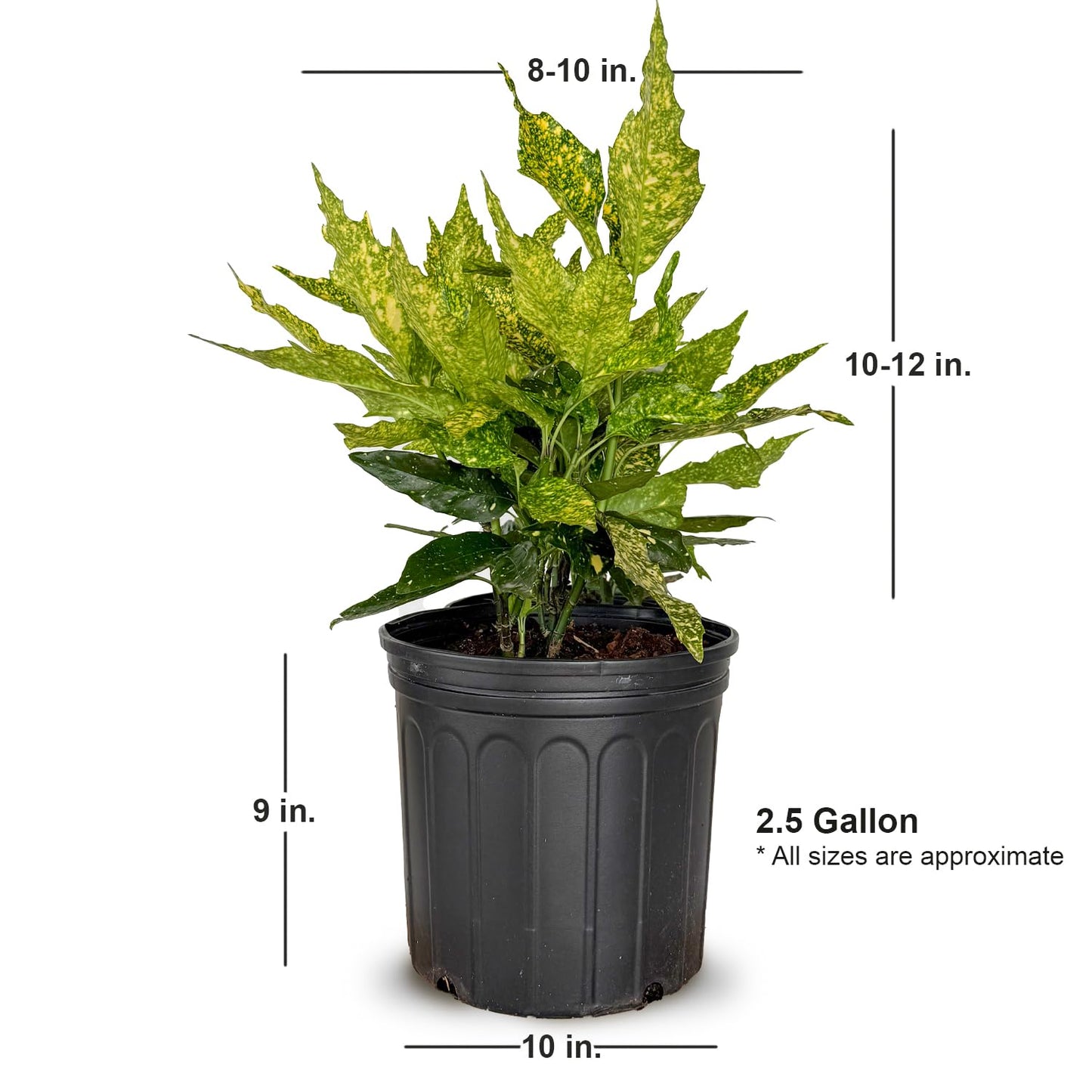2.5 Gal - Variegated Gold Dust Aucuba, Live Evergreen Shrub Plant